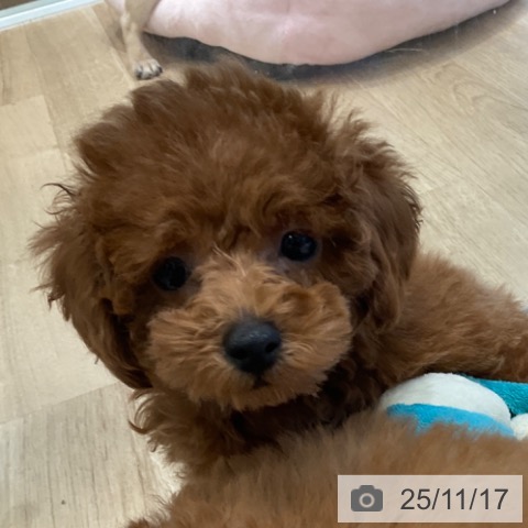 大阪府のトイプードル(トイ) (ペットプラス 堺北花田店/2025年9月12日生まれ/男の子/レッド)の子犬の3枚目の画像