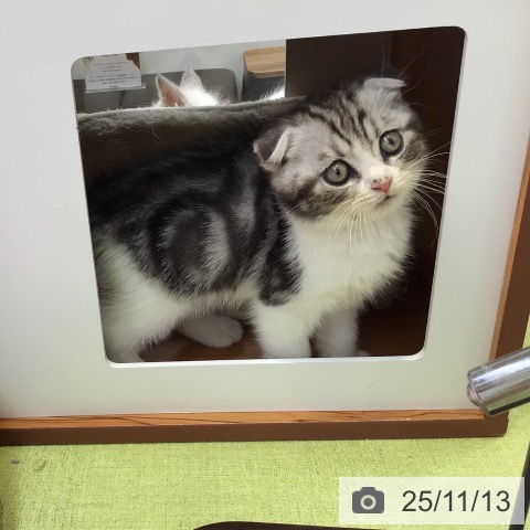 スコティッシュフォールドの写真