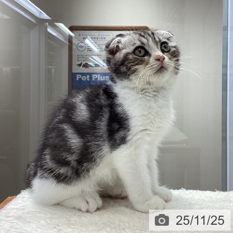 大阪府のスコティッシュフォールド (ペットプラス ららぽーと和泉店/2025年9月10日生まれ/男の子/シルバータビーホワイト)の子猫の4枚目の画像