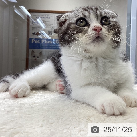 大阪府のスコティッシュフォールド (ペットプラス ららぽーと和泉店/2025年9月10日生まれ/男の子/シルバータビーホワイト)の子猫の3枚目の画像