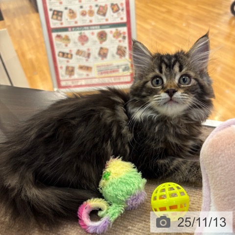 サイベリアンの写真