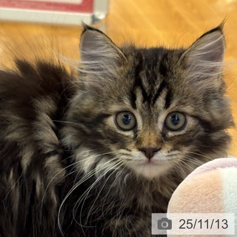 サイベリアンの写真