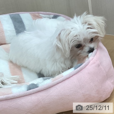 新潟県のマルチーズ (ペットプラス 新潟青山店/2025年9月8日生まれ/男の子/ホワイト)の子犬の4枚目の画像