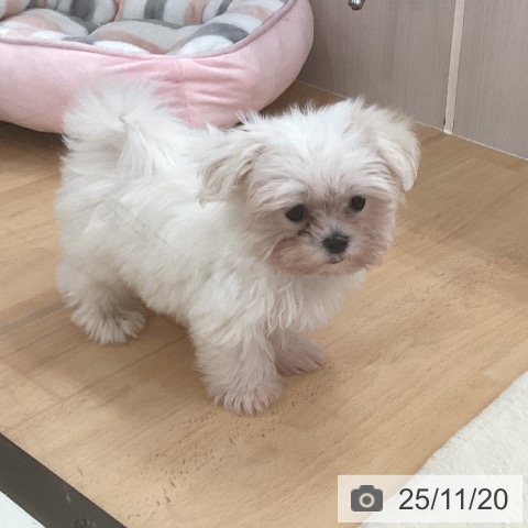 マルチーズの写真