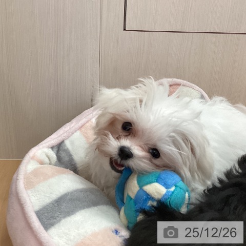 新潟県のマルチーズ (ペットプラス 新潟青山店/2025年9月8日生まれ/男の子/ホワイト)の子犬の4枚目の画像