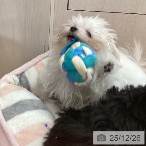 新潟県のマルチーズ (ペットプラス 新潟青山店/2025年9月8日生まれ/男の子/ホワイト)の子犬の3枚目の画像