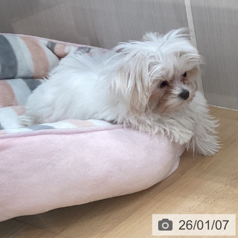 新潟県のマルチーズ (ペットプラス 新潟青山店/2025年9月8日生まれ/男の子/ホワイト)の子犬の3枚目の画像