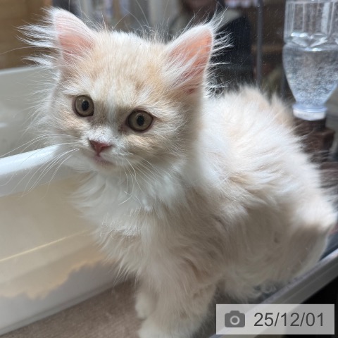 兵庫県のラガマフィン (ペットプラス 神戸三宮店/2025年9月15日生まれ/女の子/クリームタビーホワイト)の子猫の4枚目の画像