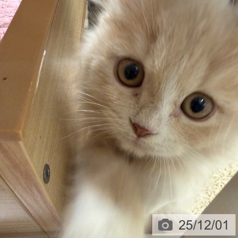 兵庫県のラガマフィン (ペットプラス 神戸三宮店/2025年9月15日生まれ/女の子/クリームタビーホワイト)の子猫の3枚目の画像