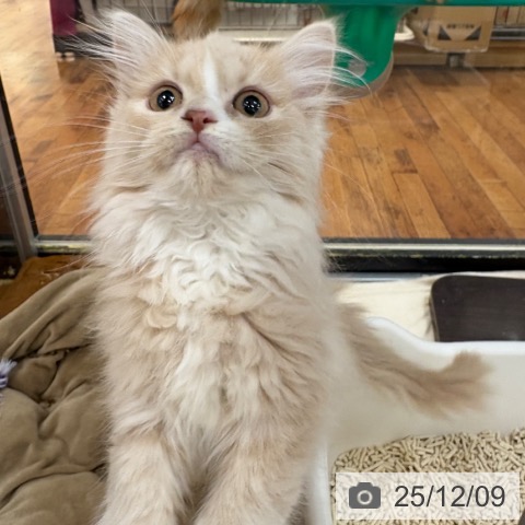 京都府のラガマフィン (ペットプラス 久御山店/2025年9月15日生まれ/女の子/クリームタビーホワイト)の子猫の3枚目の画像