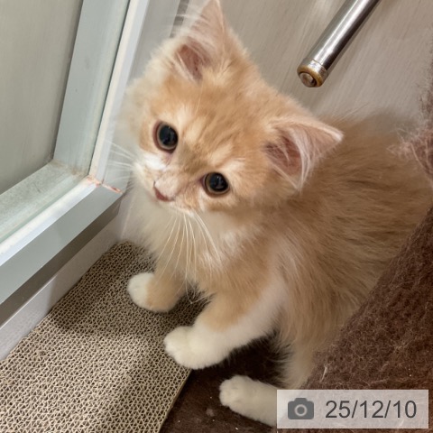 大阪府のスコティッシュフォールド (ペットプラス 堺鉄砲町店/2025年9月15日生まれ/男の子/クリームタビーホワイト)の子猫の4枚目の画像