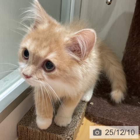 大阪府のスコティッシュフォールド (ペットプラス 堺鉄砲町店/2025年9月15日生まれ/男の子/クリームタビーホワイト)の子猫の3枚目の画像