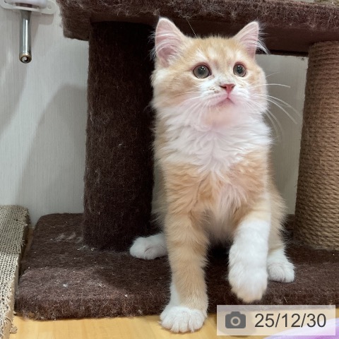 大阪府のスコティッシュフォールド (ペットプラス 堺鉄砲町店/2025年9月15日生まれ/男の子/クリームタビーホワイト)の子猫の3枚目の画像