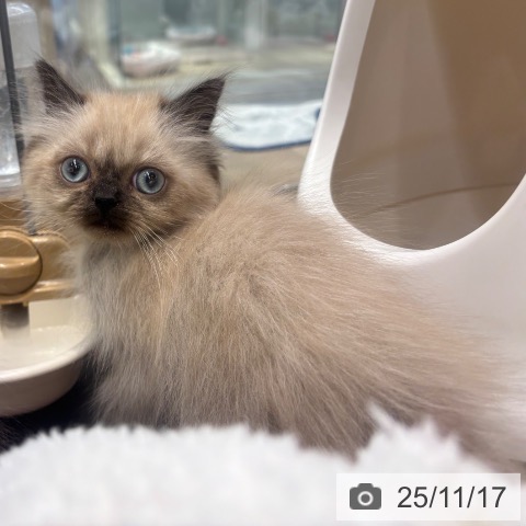 ヒマラヤンの写真