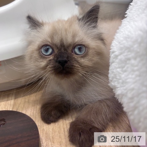 ヒマラヤンの写真