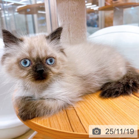 大阪府のヒマラヤン (ペットプラス りんくう泉南店/2025年9月10日生まれ/男の子/シールポイント)の子猫の4枚目の画像