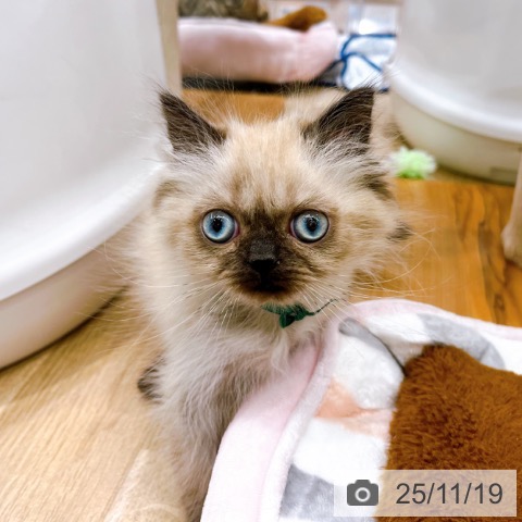 大阪府のヒマラヤン (ペットプラス りんくう泉南店/2025年9月10日生まれ/男の子/シールポイント)の子猫の3枚目の画像