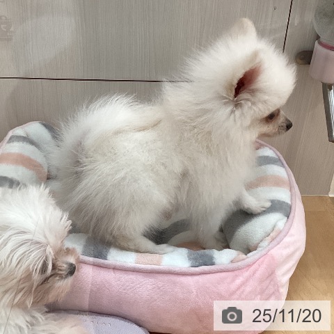 ポメラニアンの写真