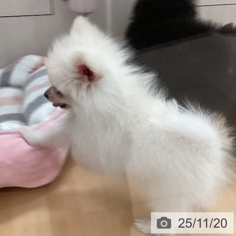 ポメラニアンの写真