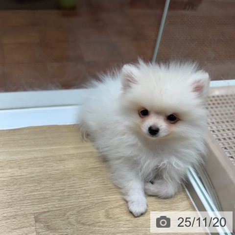 ポメラニアンの写真