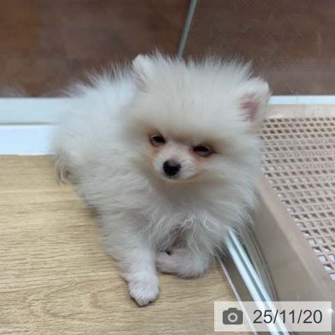 ポメラニアンの写真