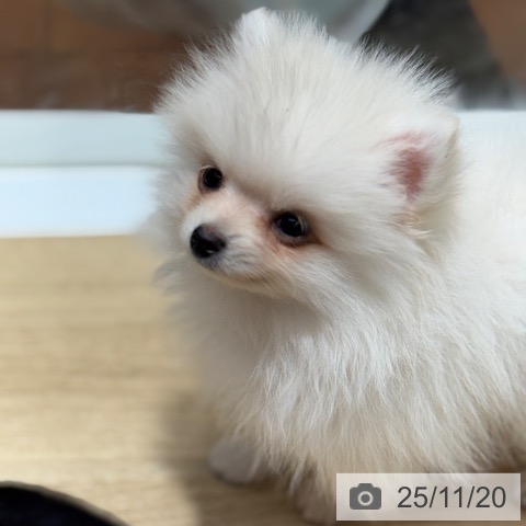 ポメラニアンの写真