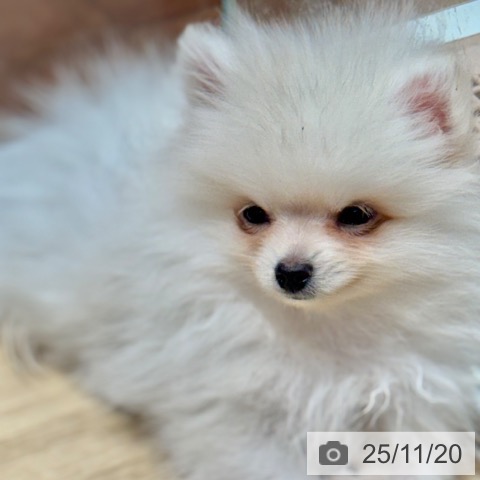ポメラニアンの写真