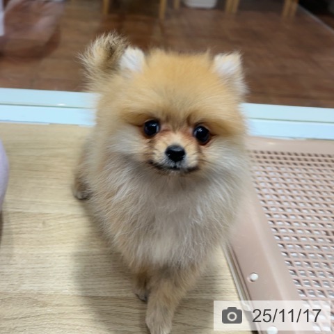 ポメラニアンの写真