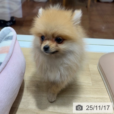 ポメラニアンの写真