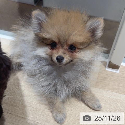 ポメラニアンの写真