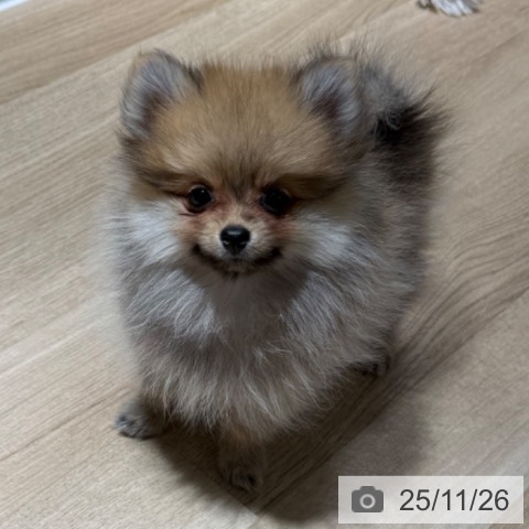ポメラニアンの写真