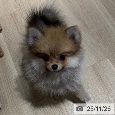 ポメラニアンの写真