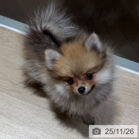 ポメラニアンの写真