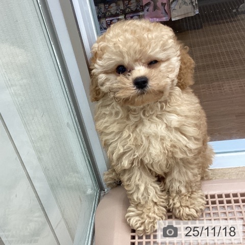 トイ・プードルの写真