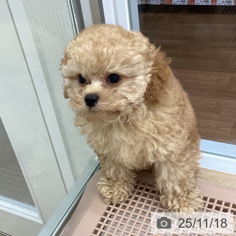 トイ・プードルの写真