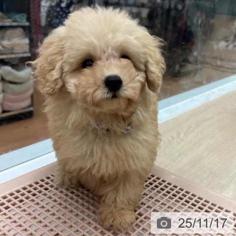 トイ・プードルの写真