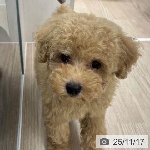 トイ・プードルの写真