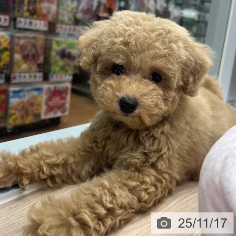 トイ・プードルの写真