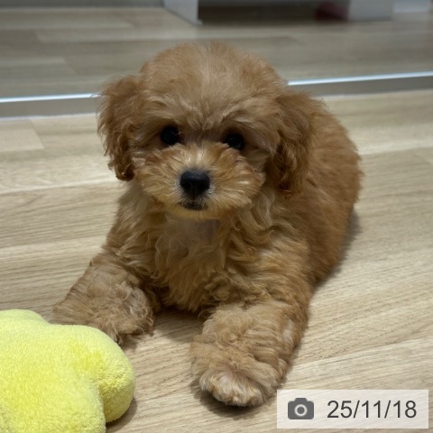 トイ・プードルの写真