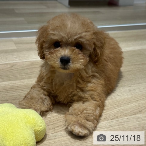 トイ・プードルの写真