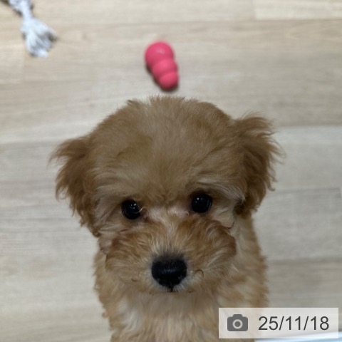 トイ・プードルの写真