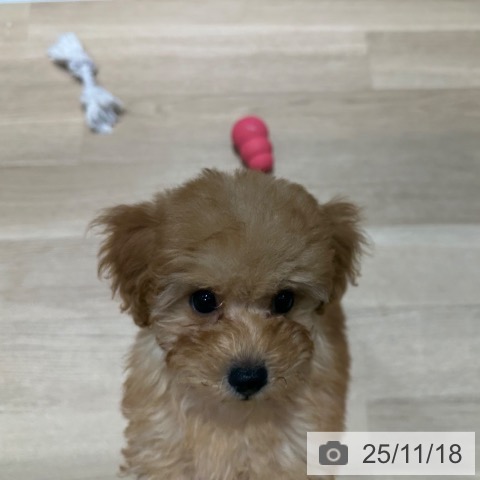 トイ・プードルの写真