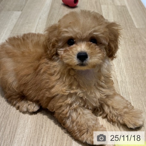 トイ・プードルの写真