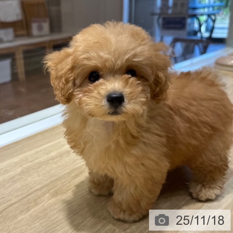 トイ・プードルの写真