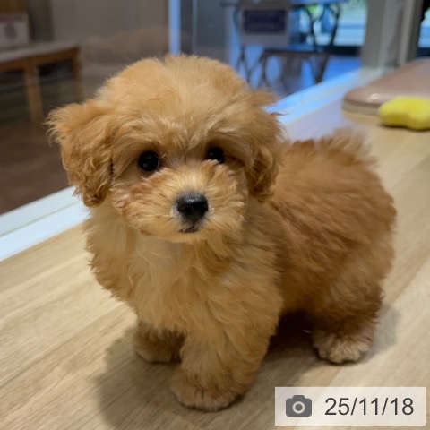 トイ・プードルの写真