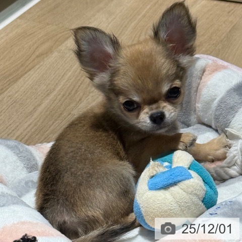 兵庫県のチワワ(ロング) (ペットプラス 神戸三宮店/2025年9月16日生まれ/男の子/レッド)の子犬の4枚目の画像