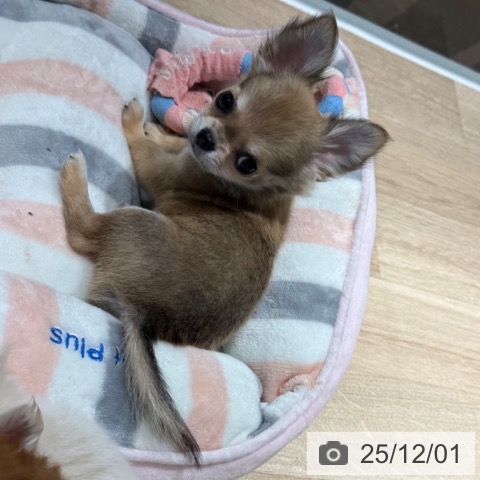 兵庫県のチワワ(ロング) (ペットプラス 神戸三宮店/2025年9月16日生まれ/男の子/レッド)の子犬の3枚目の画像