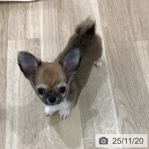 チワワの写真