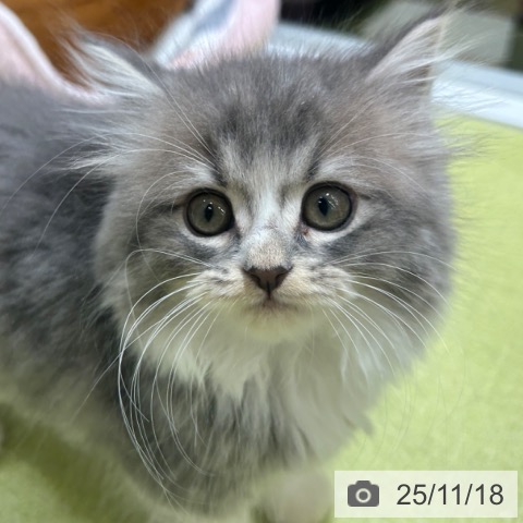 スコティッシュフォールドの写真