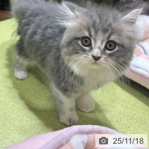 スコティッシュフォールドの写真